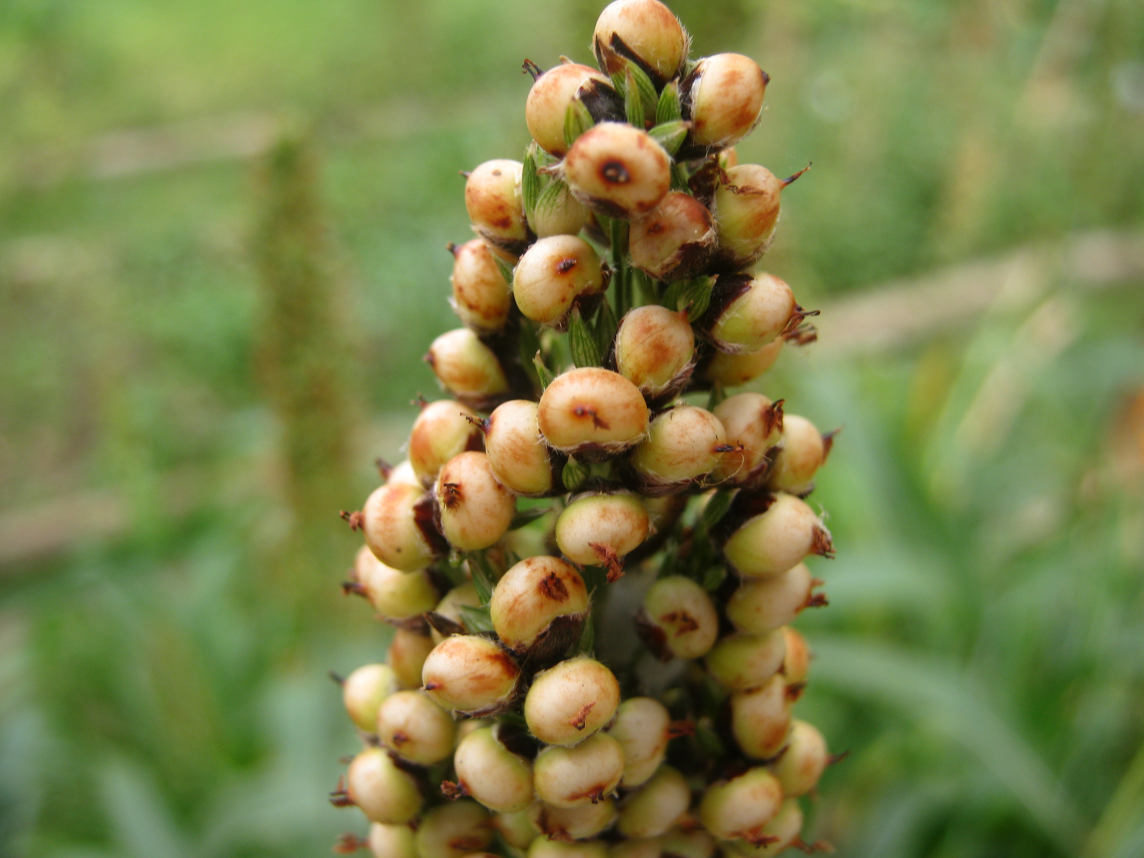 sorghum bicolor
